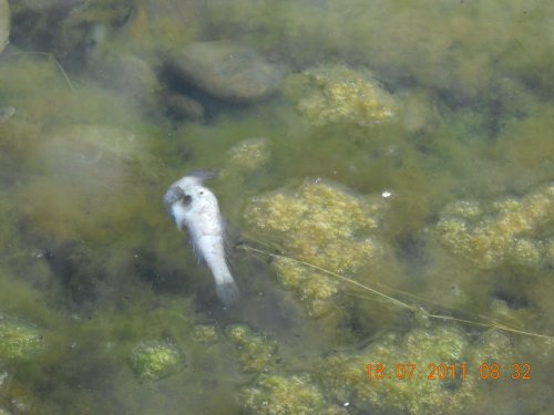 Мертвая рыба в Суджукской лагуне