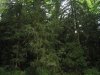 (2009.07.28-29) Самшитовые леса в долине Мзымты под угрозой