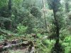 (2009.07.28-29) Самшитовые леса в долине Мзымты под угрозой