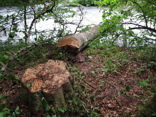 Незаконно срубленное дерево свалено через реку Мзымта для организации переправы через нее