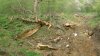 (2009.05.02) Незаконная рубка леса на территории памятника природы "Массив самшита колхидского"
