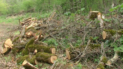 (2009.05.02) Незаконная рубка леса на территории памятника природы "Массив самшита колхидского"