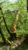 (2009.05.02) Незаконная рубка леса на территории памятника природы "Массив самшита колхидского"