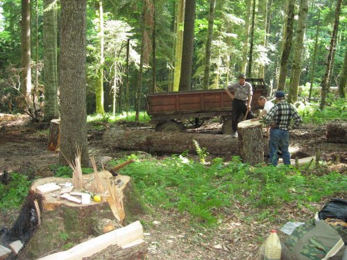 (2009.06.04) Незаконная заготовка леса в Северном отделе Кавказского заповедника