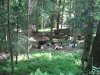 (2009.06.04) Незаконная заготовка леса в Северном отделе Кавказского заповедника