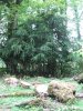 (2009.07.28) Незаконная рубка леса в 29-м кв. Веселовского лесничества Сочинского нацпарка при строительстве совмещенной дороги
