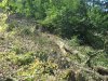 (2009.08.16) Незаконная вырубка леса между комплексами "Карусель" и "Альпика-Сервис" при строительстве совмещенной дороги