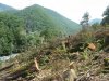 (2009.08.16) Незаконная вырубка леса между комплексами "Карусель" и "Альпика-Сервис" при строительстве совмещенной дороги