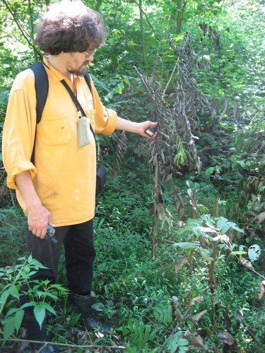 (2009.08.17) Активисты ЭкоВахты провели перечет краснокнижных деревьев в зоне рубки в 19-м и 27-м кв. Веселовского лесничества