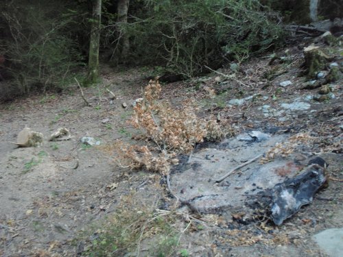 Часть порубочных остатков самшита была сожжена на месте незаконной рубки