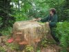 Пень срубленного несколько лет назад дерева диаметром 120 см