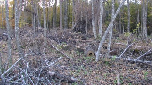 Официальная "делянка", возле которой воровались деревья, больше похожа на целенаправленное уничтожение леса