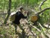 Браконьеры, осуществляя незаконную вырубку, вершины срубленных деревьев бросают в лесу