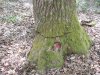 Надпил на дереве после того как браконьеры проверяли подходит ли им его древесина