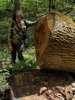 Выезд на места незаконных вырубок леса в районе хутора Кубанский