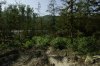 (2010.07.31) Уничтожение Мзымтинского самшитового леса