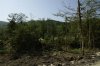 (2010.07.31) Уничтожение Мзымтинского самшитового леса