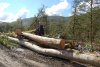 С.Митрохин осматривает стволы срубленных деревьев, служивших пологом для самшита