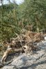 Повсюду валяются уничтоженные деревья самшита
