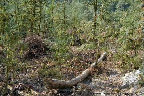 Самшитовый лес уничтожается даже там, где он не мешает строительству