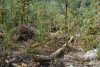 Самшитовый лес уничтожается даже там, где он не мешает строительству