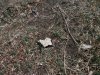 (2011.02.16) Можжевельники, чтобы их пни не были заметны, рубились под самый корень 
