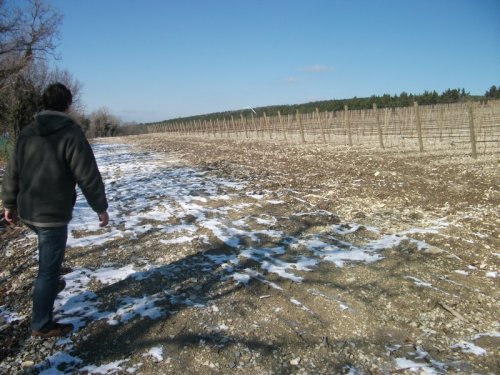 (2011.02.16) Активисты ЭкоВахты нашли возле села Дивноморское виноградники Владимира Путина