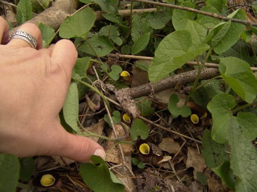 (2011.04.02) Вырубка сосны пицундской в Уч-Дере