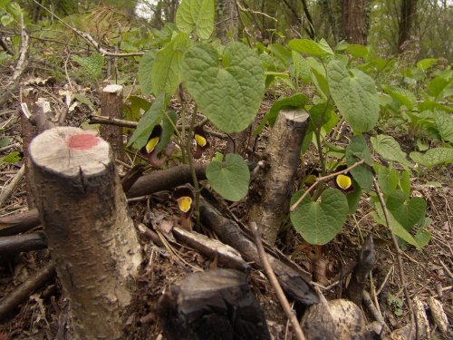 (2011.04.26) Вырубки на Уч-Дере продолжаются