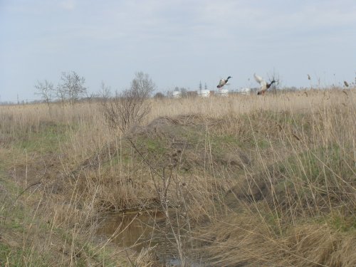 (2011.04.15) Утки на фоне нефтебазы
