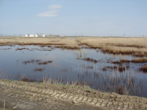 (2011.04.15) Привычный пейзаж скважины в воде, нефтяные полосы на тростнике
