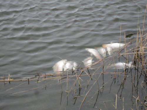 Погибшая рыба возле Восточно-Ахтарского нерестово-вырастного хозяйства