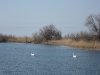 Лебеди в карьере по добыче ракушечника в районе хутора Слободка