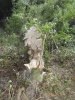 Незаконная вырубка леса в Кудепсте