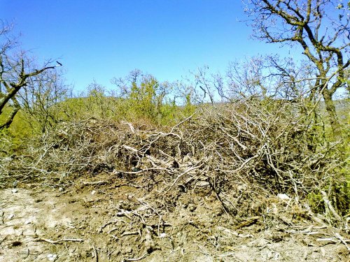 посёлке Южная Озереевка уничтожаются Краснокнижные растения