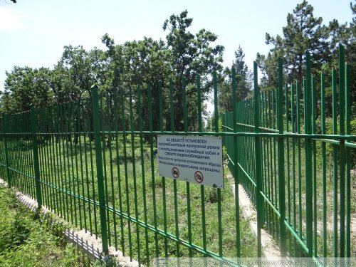 Сосновый лес возле села Дивноморское, незаконно огороженный ООО "Лазурная ягода"