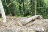 Уничтожение леса на Пихтовой Поляне