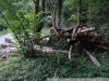 Лес, уничтоженный при строительстве дороги в заповеднике