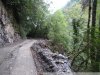 Уничтожение реликтового самшита при строительстве дороги в Кавказском заповеднике