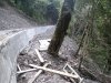 Строительство дороги ведется крайне варварскими методами - с уничтожением и засыпкой грунтом самшитового леса на прилегающих к д