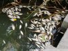 Замор рыбы в Покровских озерах