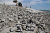 ООО "ОлимпПлюс" уничтожает последний памятник природы в Имеретинской низменности