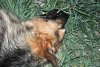 Убийство животных на ст. юннатов в г. Майкопе