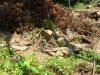 Вырубка деревьев в Сочинском национальном парке на горе Благодать