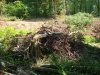 Вырубка деревьев в Сочинском национальном парке на горе Благодать