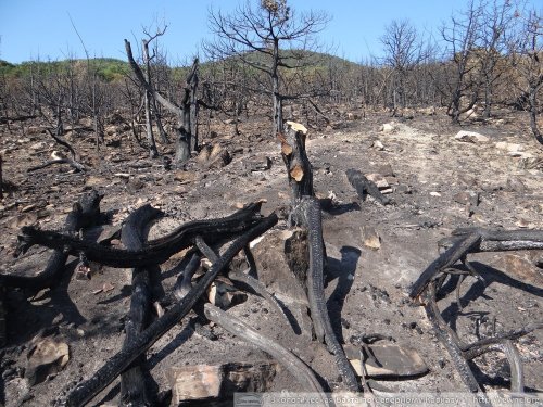 Уже начата зачистка местности от выжженных деревьев