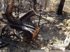 Уже начата зачистка выжженного леса от уничтоженных пожаром можжевельников