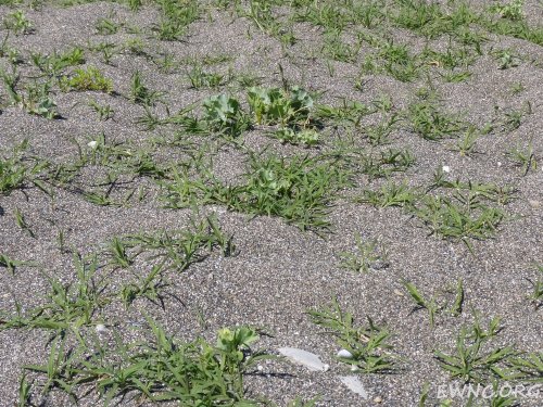 Синеголовник приморский - еще один из видов маритимальной флоры, занесенный в Красную книгу РФ