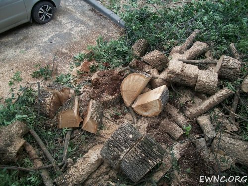 (2014.06.23) Вырубка деревьев в Краснодаре