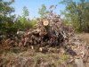 (2014.09.12) Вырубка защитной лесополосы возле хутора Эрастов